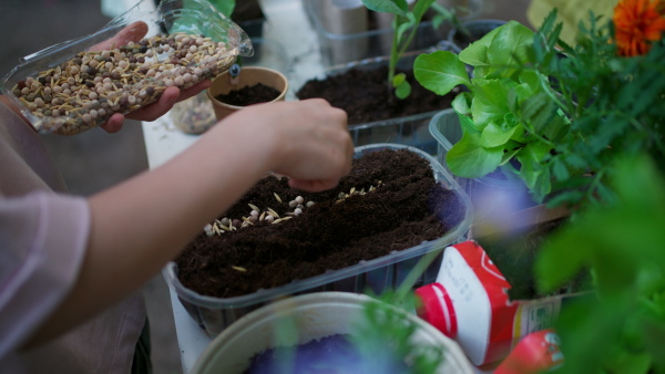 Girl student growing vegetable and herb seedlings, close up. Outdoor sustainable education class in school garden Concept of experiential learning, ecoliteracy.