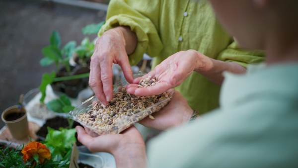 Boy student growing vegetable and herb seedlings, close up. Outdoor sustainable education class in school garden Concept of experiential learning, ecoliteracy.