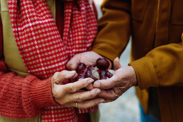 Close up of senior couple holding handful of chestnuts in their hands.