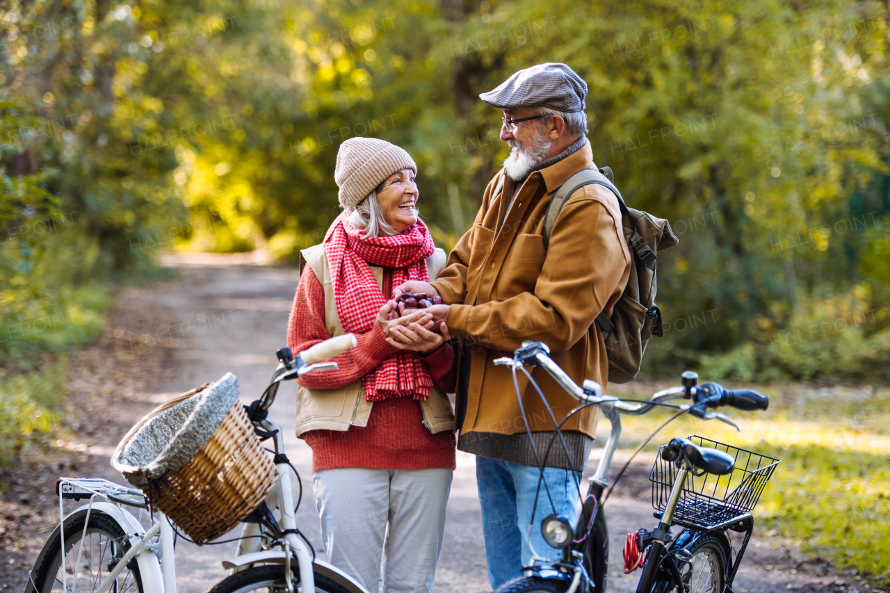 Lovely elderly couple on standing in the middle of autumn nature with their bikes, foraging for chestnuts