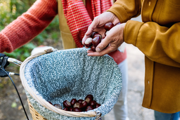 Close up of senior couple holding handful of chestnuts in their hands.