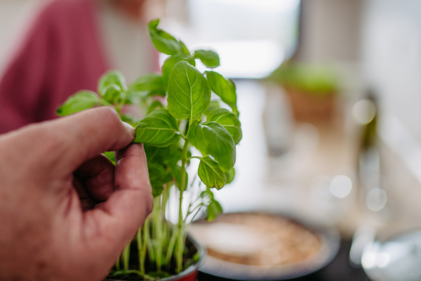 A close-up shot of fresh basil in pot. Plucking a basil leaf from the fresh plant.