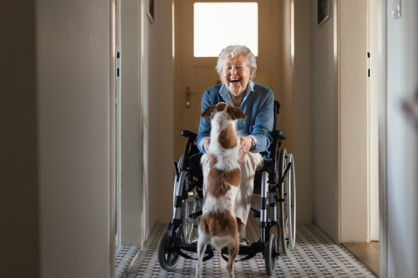 Senior woman on wheelchair enjoying time with her little dog.