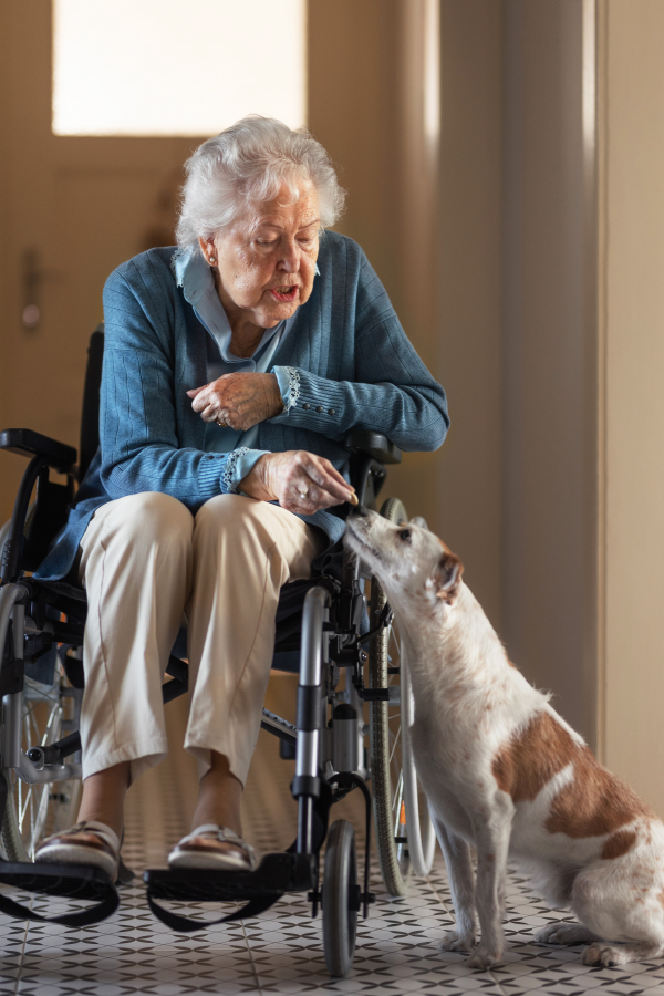 Senior woman on wheelchair enjoying time with her little dog at home. Dog as companion, best friends for senior.