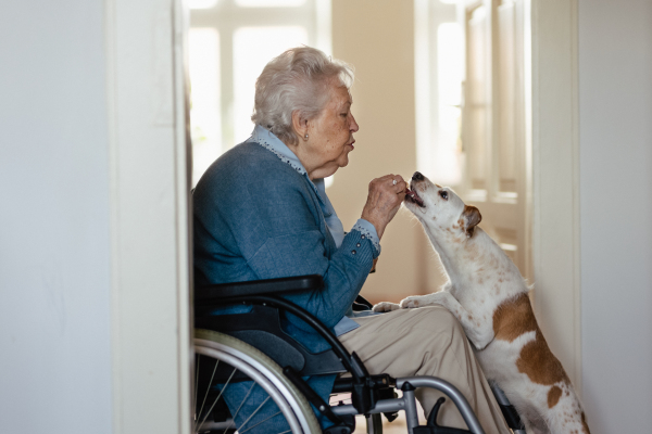 Senior woman on wheelchair enjoying time with her little dog.