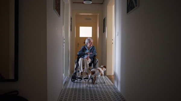 Senior woman on wheelchair enjoying time with her little dog.