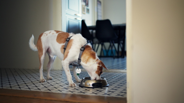 Little Jack Russell dog eating his food from a bowl.