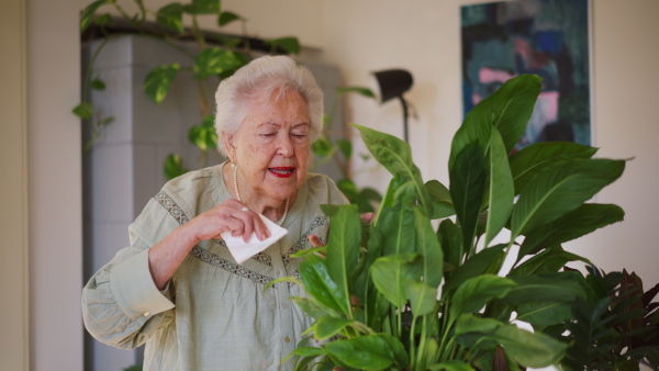 A video of elderly woman, taking care of plants, indoor houseplant. Daily routine for senior people at retirement.