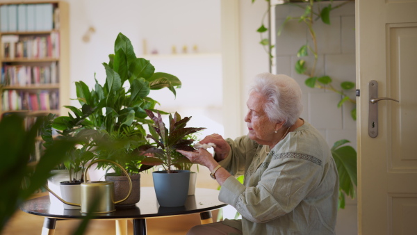 A video of elderly woman, taking care of plants, indoor houseplant. Daily routine for senior people at retirement.