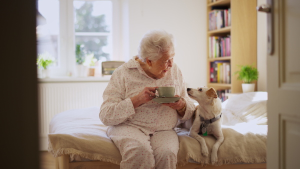 An elderly woman in pyjamas sitting on bed with her dog, drinking hot tea in the morning. Cute dog yawning, lying on bed by elderly owner. Dog as companion for senior people.