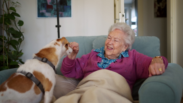 A elderly woman reading book, sitting in armchair, dog lying by her. Dog as companion for senior people.