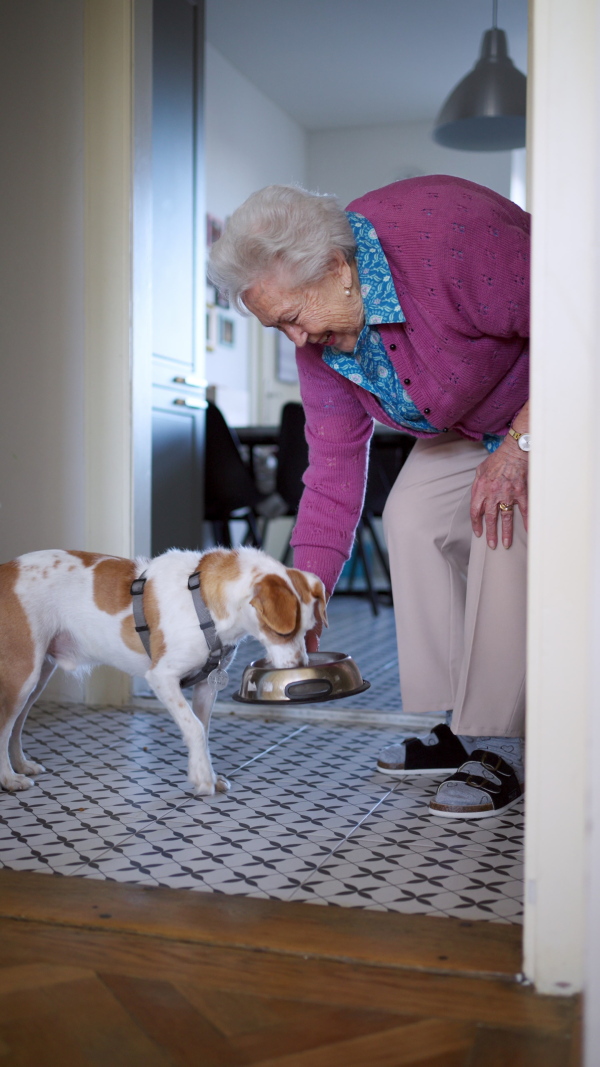 An elderly woman feeding her dog, putting bowl with dog food on floor. Dog as companion for senior people.