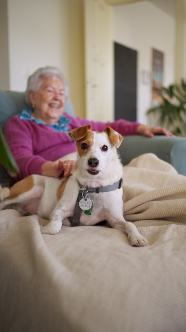 A elderly woman reading book, sitting in armchair, dog lying by her. Dog as companion for senior people.