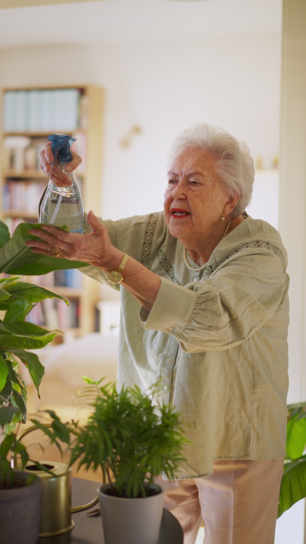 A video of elderly woman, taking care of plants, indoor houseplant. Daily routine for senior people at retirement.