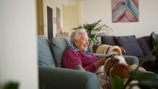 A elderly woman reading book, sitting in armchair, dog lying by her. Dog as companion for senior people.