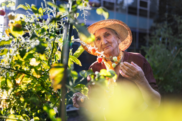 Portrait of senior woman taking care of tomato plants in urban garden. Elderly woman picking ripe tomatoes from raised beds in community garden in her apartment complex.