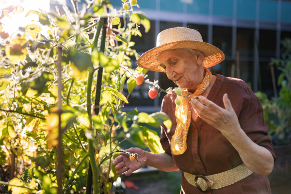 Portrait of senior woman taking care of tomato plants in urban garden. Elderly woman picking ripe tomatoes from raised beds in community garden in her apartment complex.