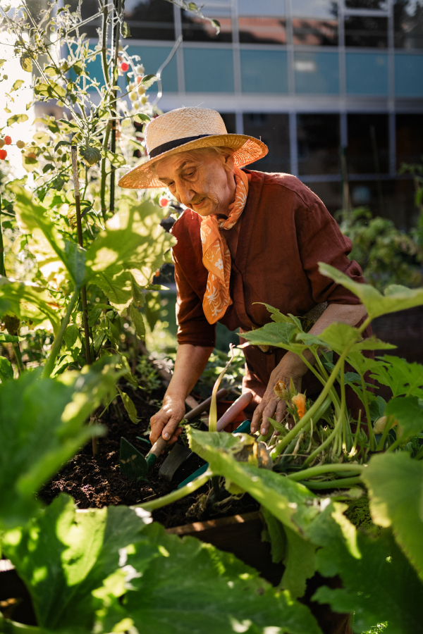 Portrait of senior woman taking care of zucchini plant in urban garden. Elderly woman digging soil in raised beds in community garden in her apartment complex.