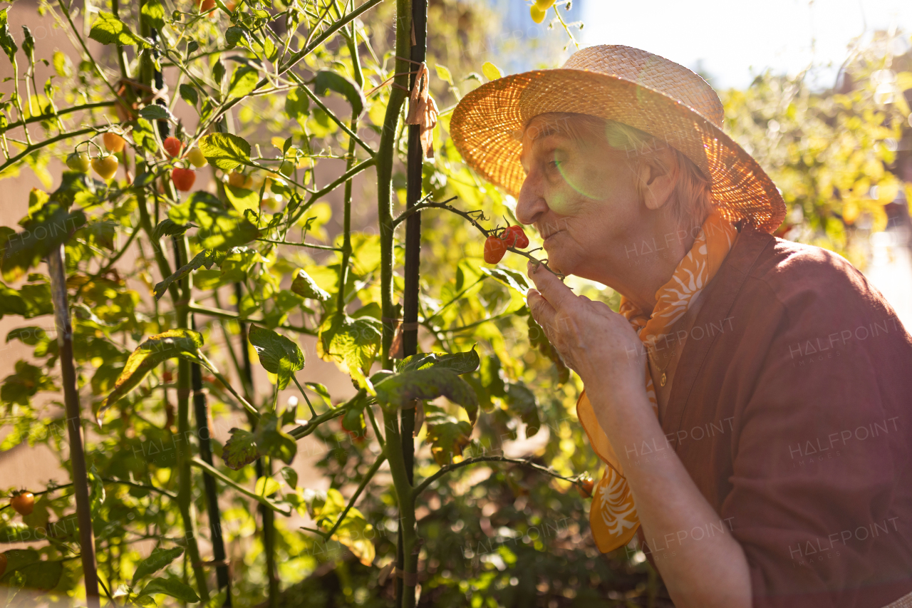 Portrait of senior woman smelling tomato in urban garden. Elderly woman taking care of tomatoes in raised beds in community garden in her apartment complex.