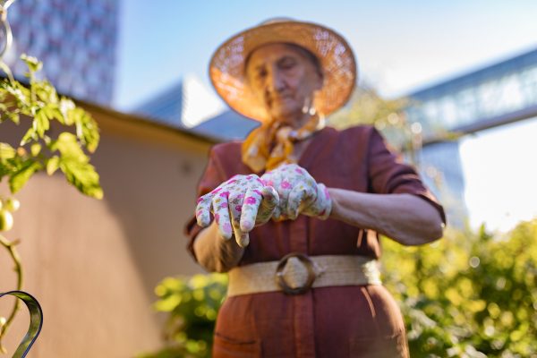 Portrait of senior woman putting on gardening gloves in urban garden. Elderly woman taking care of vegetable plants in community garden in her apartment complex.