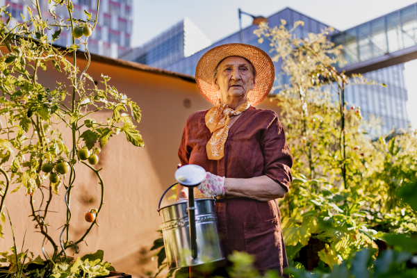 Portrait of senior woman taking care of tomato plants in urban garden. Elderly woman watering tomatoes in raised beds in community garden in her apartment complex.