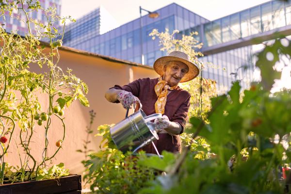 Portrait of senior woman taking care of tomato plants in urban garden. Elderly woman watering tomatoes in raised beds in community garden in her apartment complex.