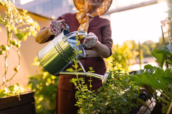 Senior woman taking care of tomato plants in urban garden. Elderly woman watering tomatoes in raised beds in community garden in her apartment complex.