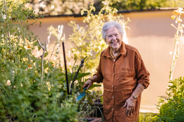 Portrait of senior woman taking care of vegetable plants in urban garden in the city. Elderly lady digging soil, plucking out weeds in community garden in her apartment complex. Nursing home residents gardening outdoors.