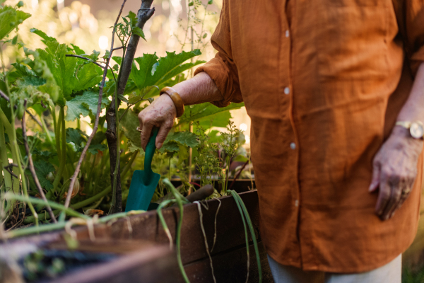 Close up of woman taking care of zucchini plant in urban garden. Elderly woman digging soil in raised beds in community garden in her apartment complex.