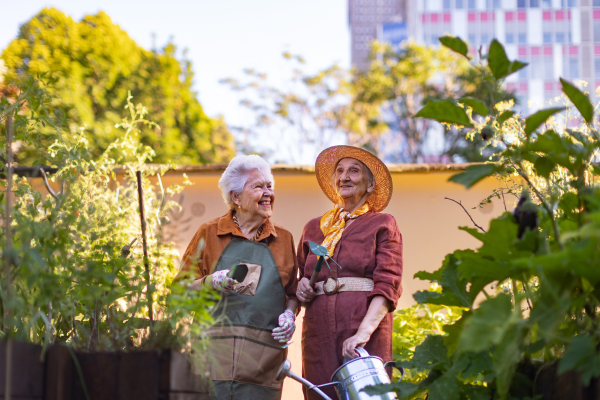 Portrait of senior friends taking care of vegetable plants in urban garden in the city. Pensioners spending time together gardening in community garden in their apartment complex. Nursing home residents gardening outdoors. Senior sisters have same hobby.