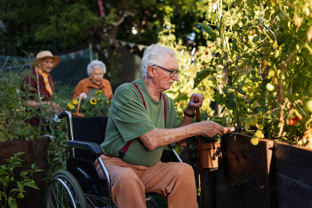 Portrait of senior friends taking care of vegetable plants in urban garden in the city. Pensioners spending time together gardening in community garden in their apartment complex. Nursing home residents gardening outdoors.