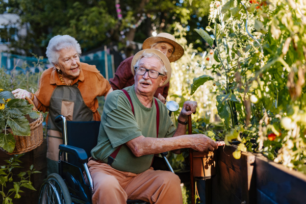 Portrait of senior friends taking care of vegetable plants in urban garden in the city. Pensioners spending time together gardening in community garden in their apartment complex. Nursing home residents gardening outdoors.