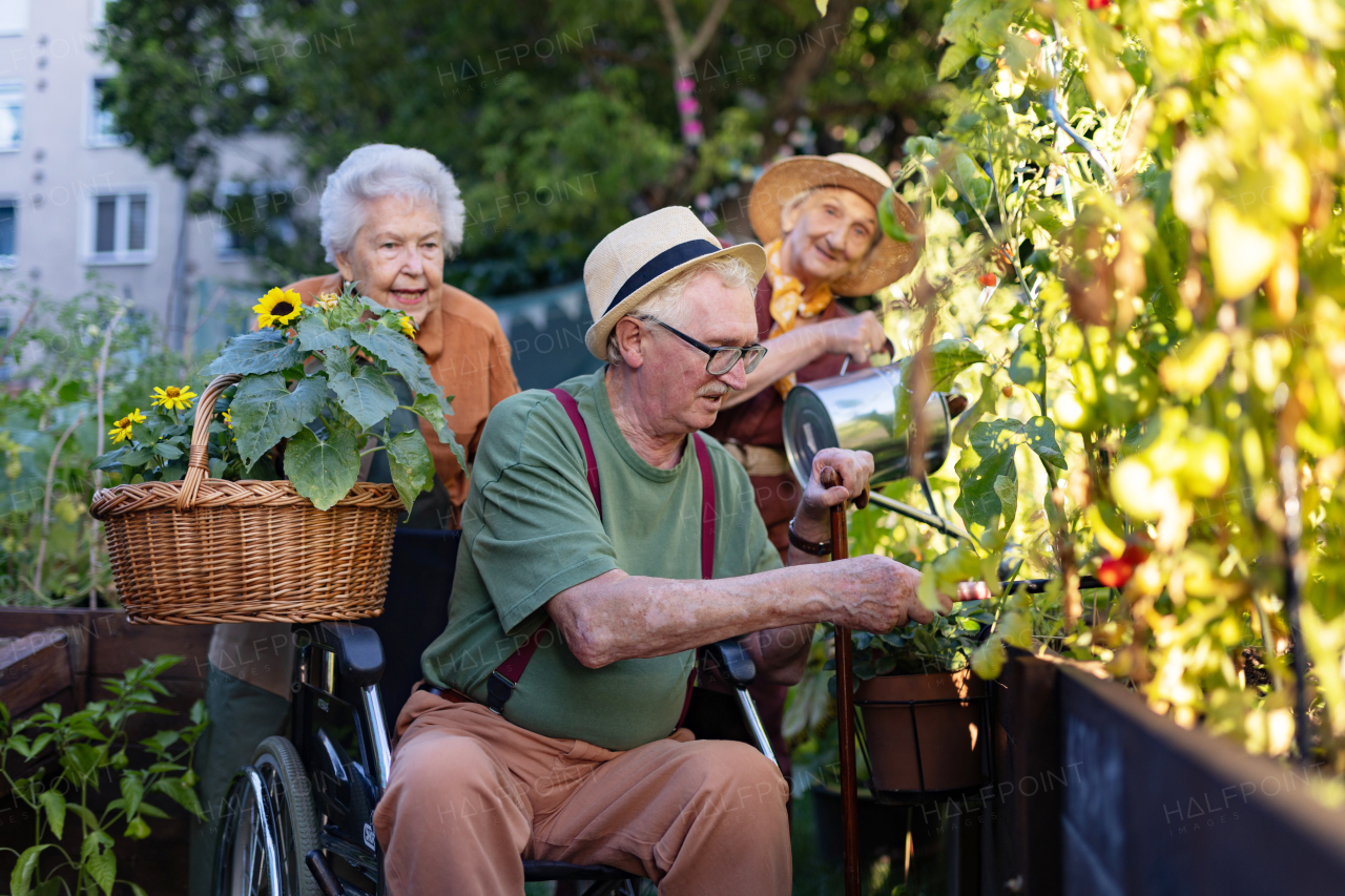 Portrait of senior couple taking care of vegetable plants in urban garden in the city. Pensioners spending time together gardening in community garden in their apartment complex. Nursing home residents gardening outdoors.