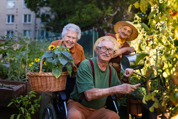 Portrait of senior friends taking care of vegetable plants in urban garden in the city. Pensioners spending time together gardening in community garden in their apartment complex. Nursing home residents gardening outdoors.