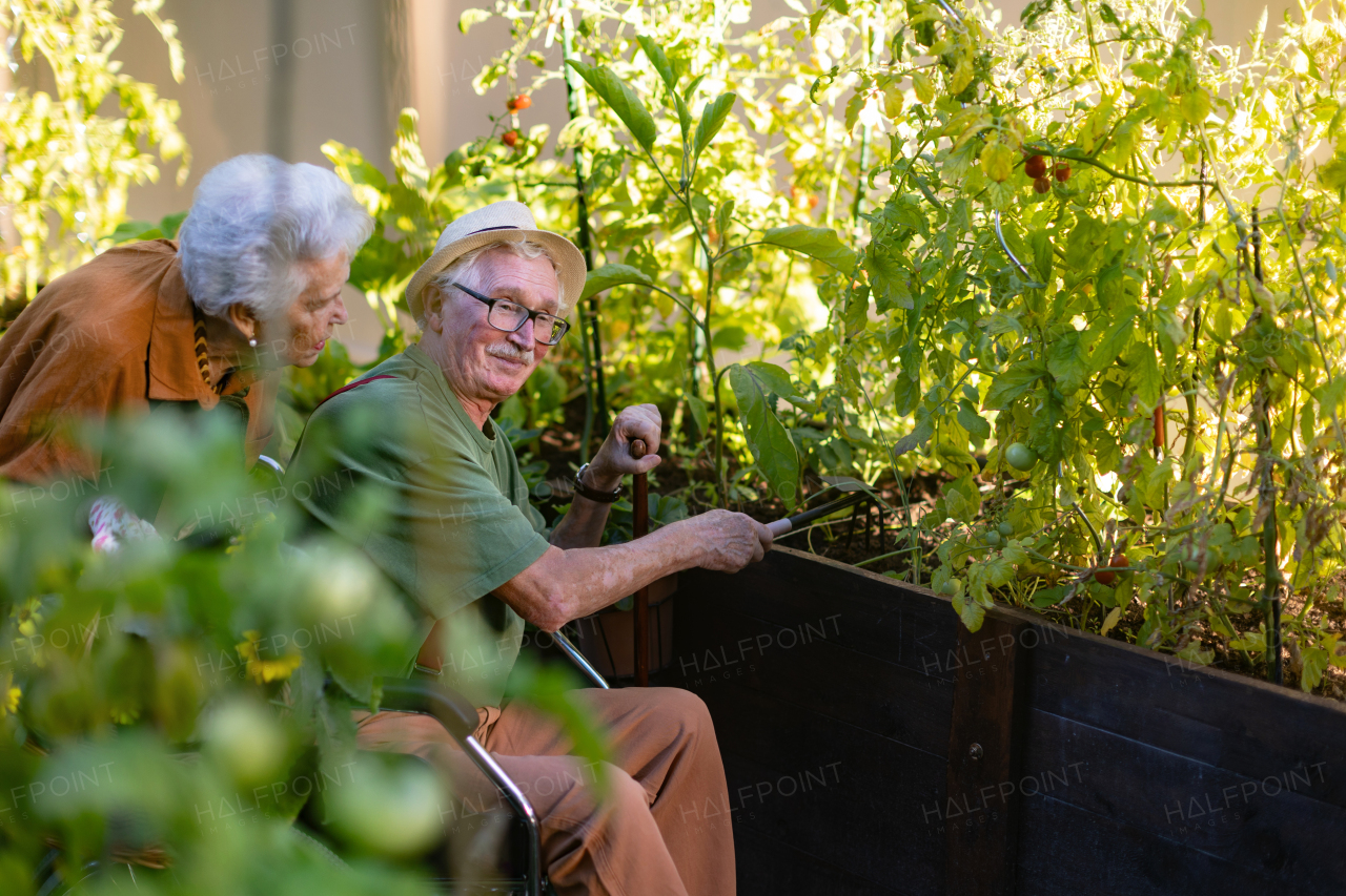 Portrait of senior couple taking care of vegetable plants in urban garden in the city. Pensioners spending time together gardening in community garden in their apartment complex. Nursing home residents gardening outdoors.