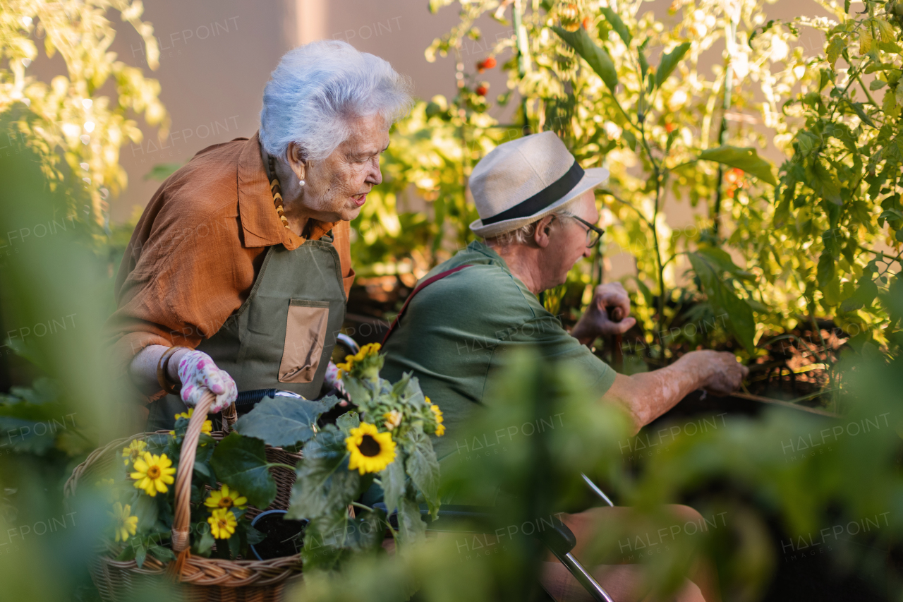 Portrait of senior friends taking care of vegetable plants in urban garden in the city. Pensioners spending time together gardening in community garden in their apartment complex. Nursing home residents gardening outdoors.