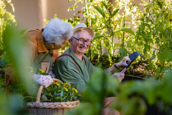 Portrait of senior couple taking care of vegetable plants in urban garden in the city. Pensioners spending time together gardening in community garden in their apartment complex. Nursing home residents gardening outdoors.