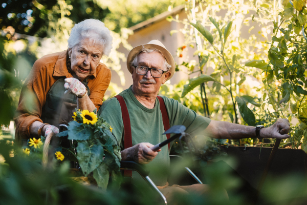 Portrait of senior couple taking care of vegetable plants in urban garden in the city. Pensioners spending time together gardening in community garden in their apartment complex. Nursing home residents gardening outdoors.