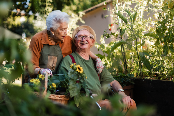 Portrait of senior couple taking care of vegetable plants in urban garden in the city. Pensioners spending time together gardening in community garden in their apartment complex. Nursing home residents gardening outdoors.