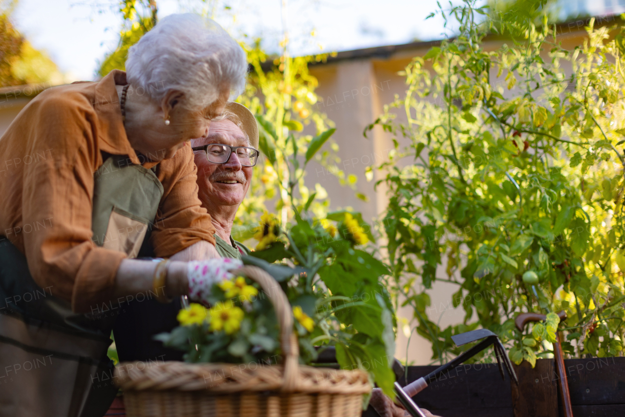 Portrait of senior couple taking care of vegetable plants in urban garden in the city. Pensioners spending time together gardening in community garden in their apartment complex. Nursing home residents gardening outdoors.