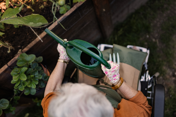 Close up of senior woman in wheelchair taking care of zucchini plant in urban garden. Elderly woman waterng plants in raised beds in community garden in her apartment complex. Shot from above.