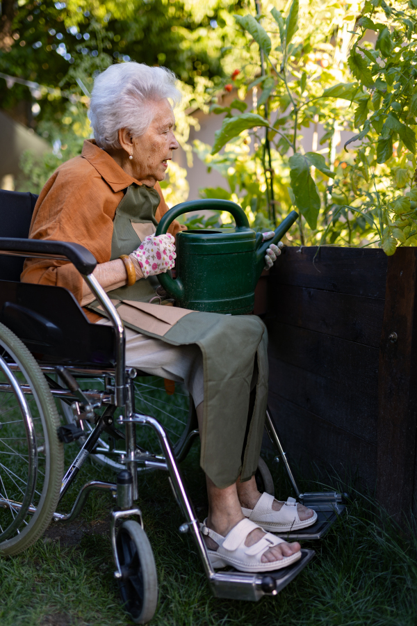 Close up of senior woman in wheelchair taking care of tomato plant in urban garden. Elderly woman waterng plants in raised beds in community garden in her apartment complex.