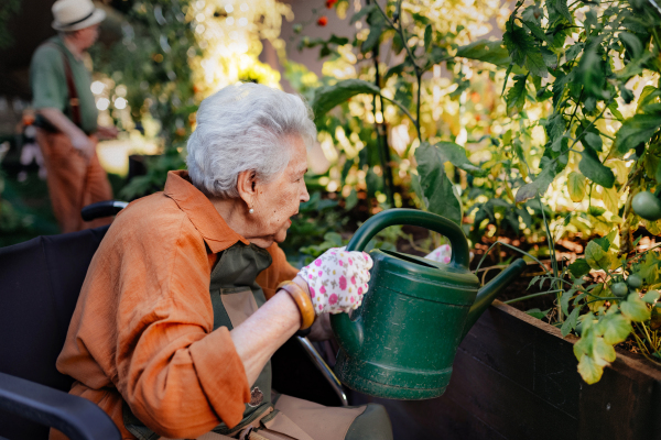 Portrait of senior woman taking care of vegetable plants in urban garden in the city. Elderly lady watering tomato plants in community garden in her apartment complex. Nursing home residents gardening outdoors.