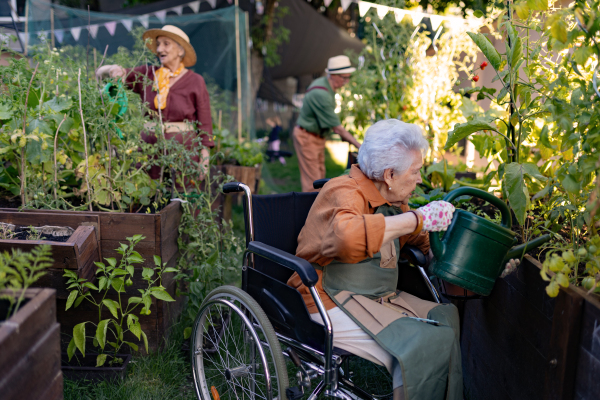 Close up of senior woman in wheelchair taking care of tomato plant in urban garden. Elderly woman waterng plants in raised beds in community garden in her apartment complex. Nursing home residents gardening outdoors.