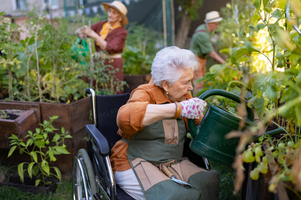 Close up of senior woman in wheelchair taking care of vegetable plants in urban garden. Elderly woman waterng plants in raised beds in community garden in her apartment complex. Nursing home residents gardening outdoors.