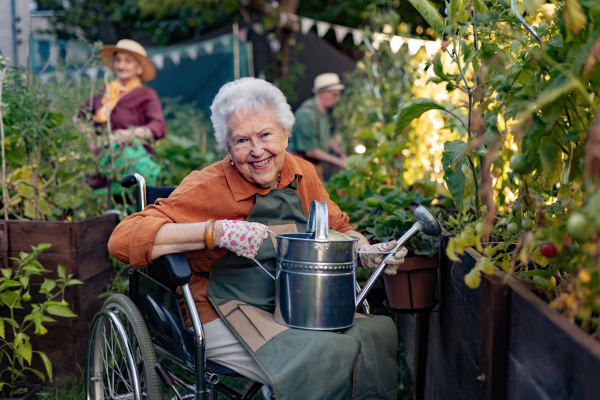 Close up of senior woman in wheelchair taking care of tomato plant in urban garden. Elderly woman waterng plants in raised beds in community garden in her apartment complex. Nursing home residents gardening outdoors.