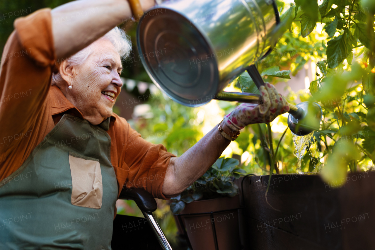 Portrait of senior woman taking care of vegetable plants in urban garden in the city. Elderly lady watering tomato plants in community garden in her apartment complex. Nursing home residents gardening outdoors.