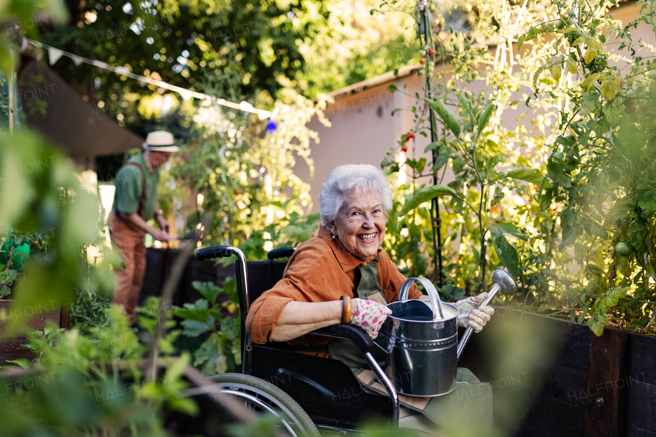 Close up of senior woman in wheelchair taking care of zucchini plant in urban garden. Elderly woman waterng plants in raised beds in community garden in her apartment complex. Shot from above.