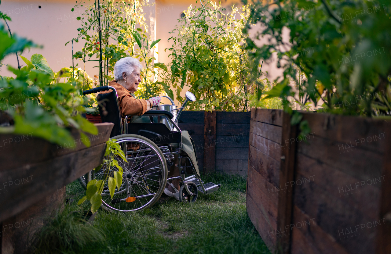 Close up of senior woman in wheelchair taking care of tomato plant in urban garden. Elderly woman waterng plants in raised beds in community garden in her apartment complex.