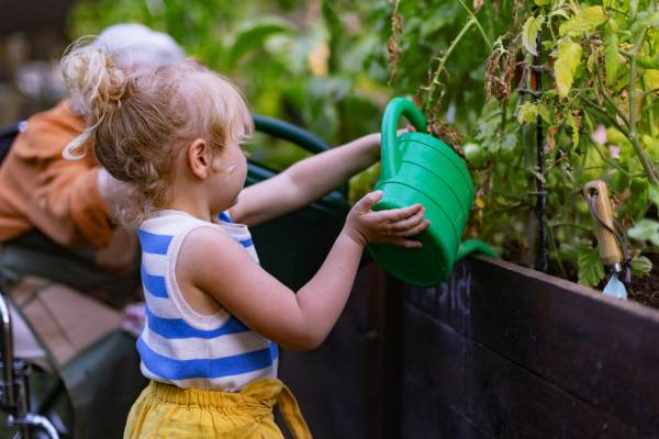 Portrait of a little adorable girl helping her grandmother in the garden. A young girl watering plants, takes care of vegetables growing in raised beds.